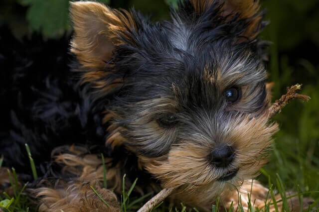 Quais são os tratamentos para o colapso traqueal em cães?