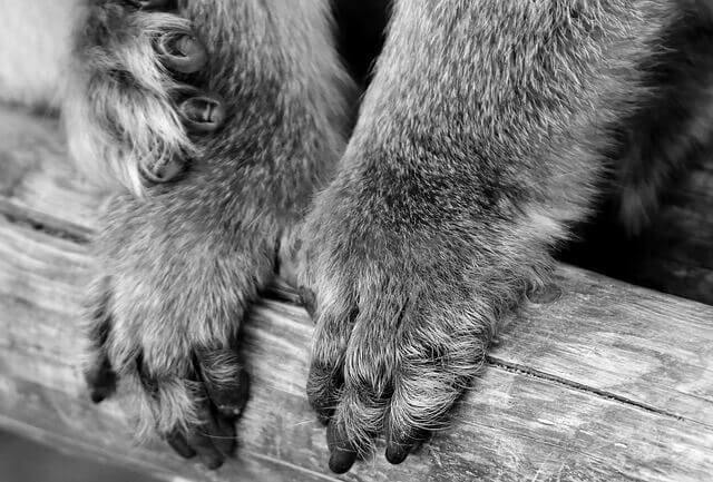 Quais são os tratamentos para o fungo e levedura nas patas de cachorro?