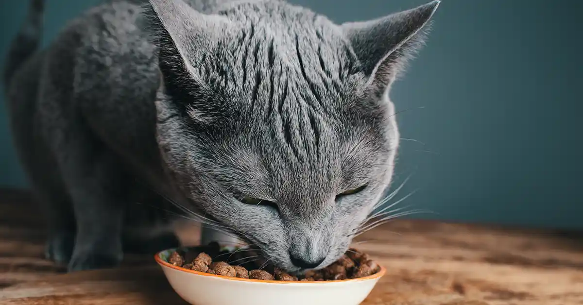 Qual a melhor comida para gatos?