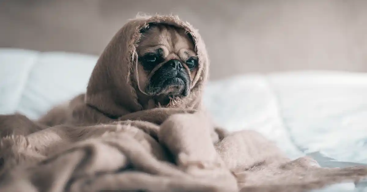 Qual antialérgico cachorro pode tomar? 