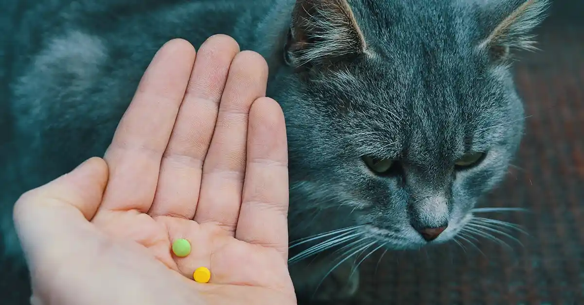 Qual Antialérgico gato pode tomar?