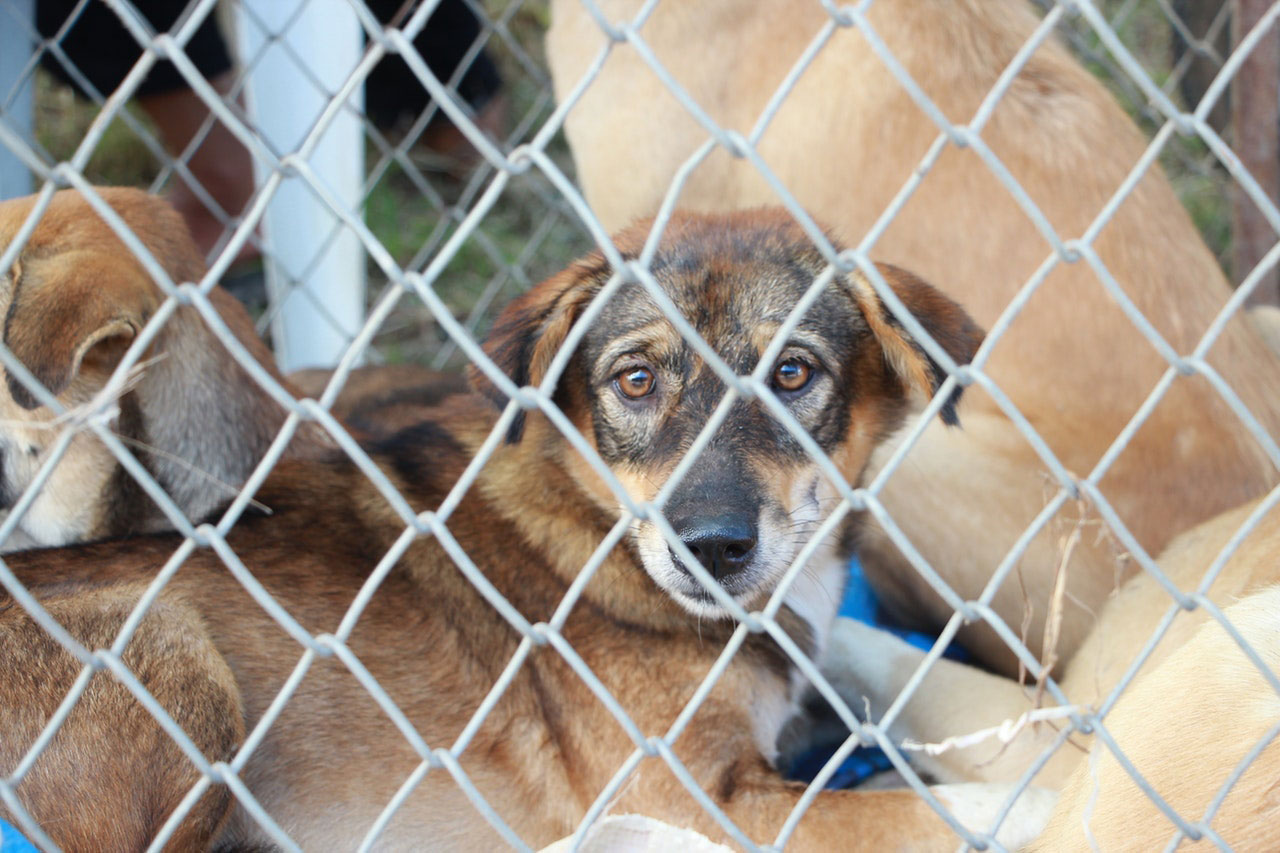 Qual doença pode matar um cachorro?