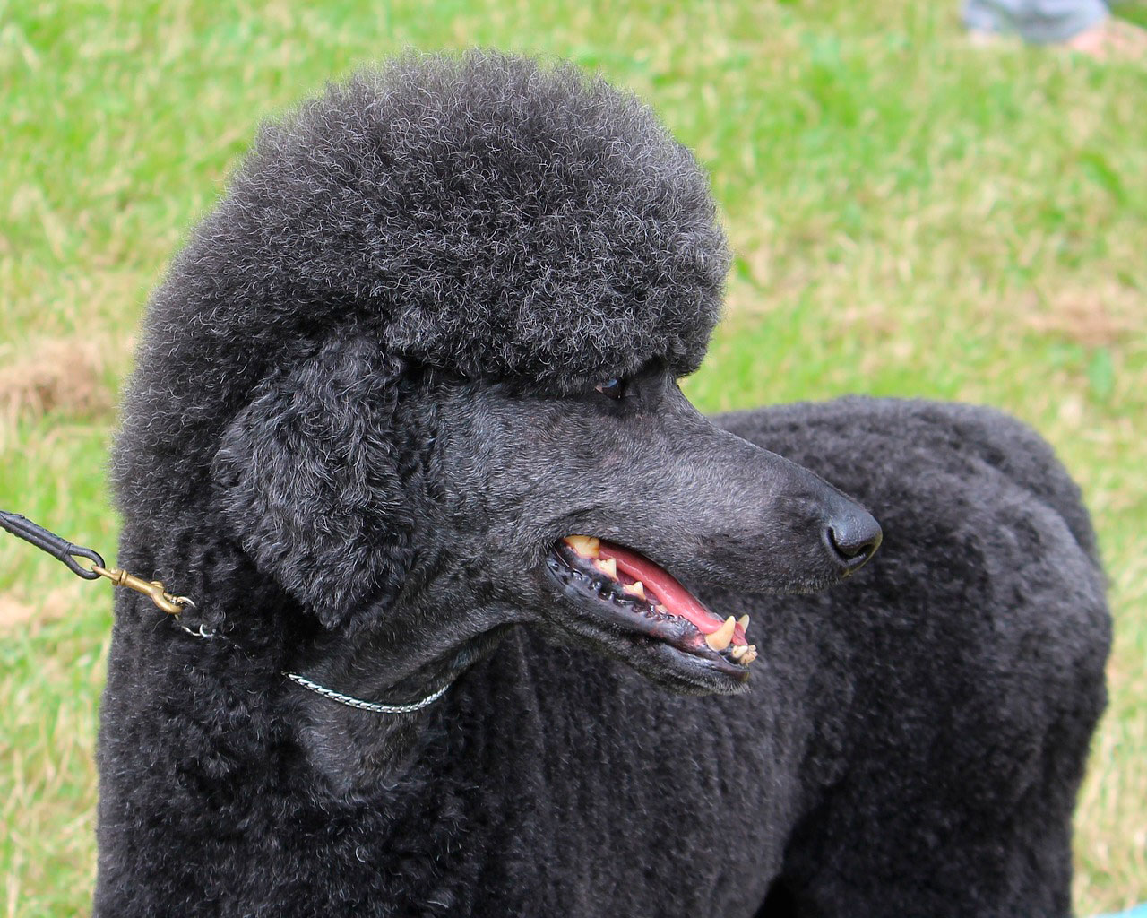 Qual é a personalidade de um poodle standard?