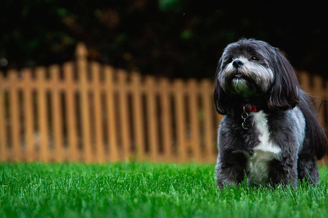 Qual frequência se deve passear comum cão Shih Tzu?