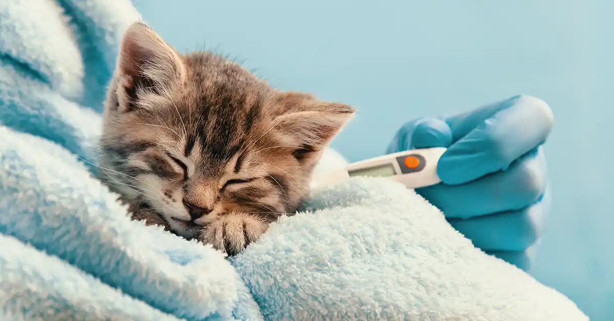Qual remédio para Gato com Gripe?