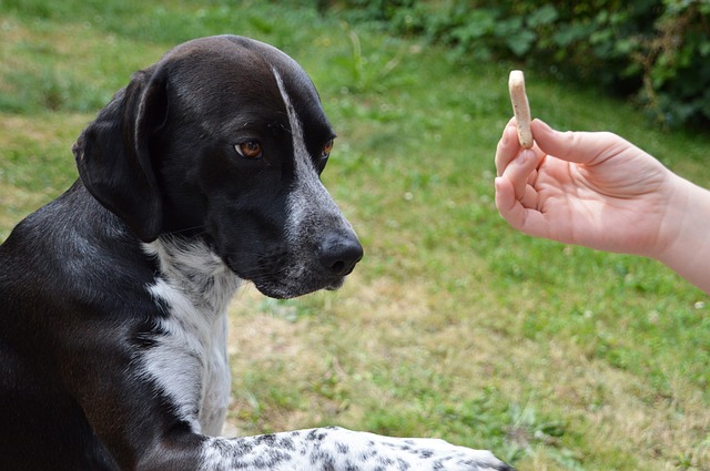 Quantas palavras os cães sabem?