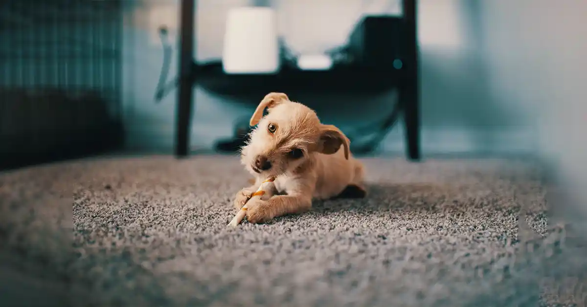 Quantas vezes o cachorro deve comer por dia?