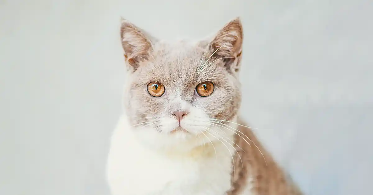 Quanto tempo pode um gato sob reviver sem comida?