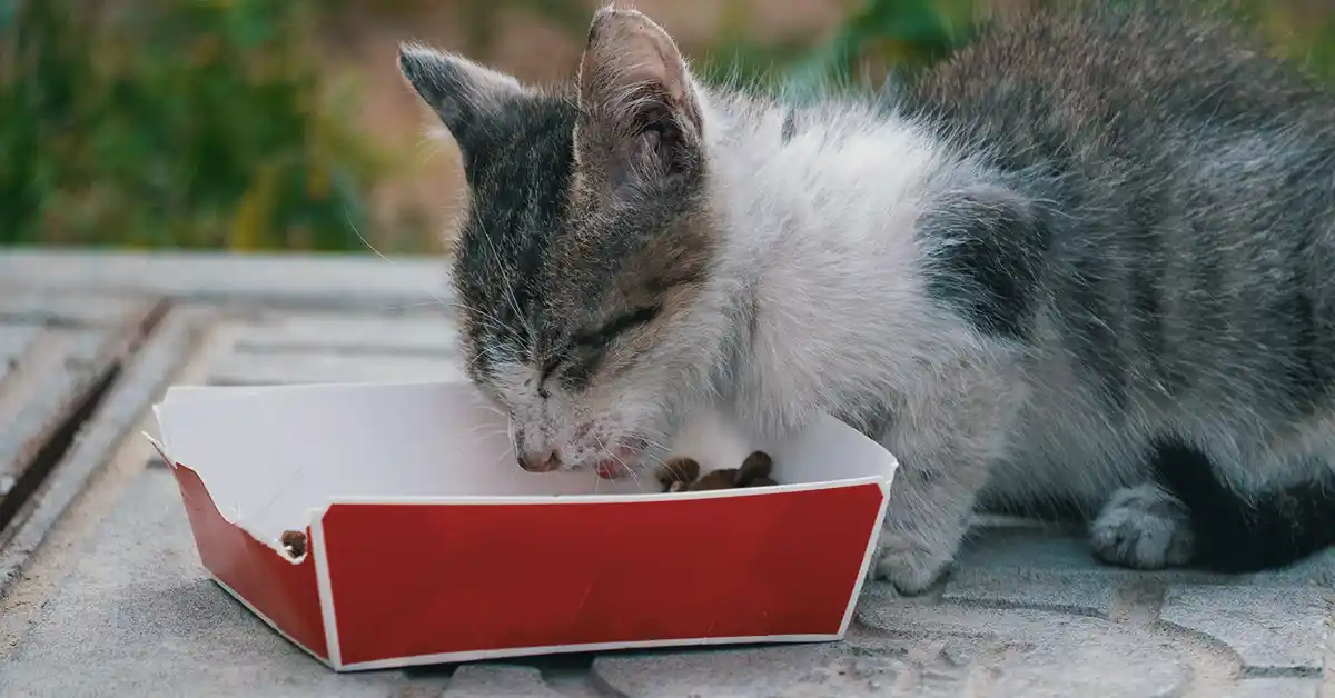 Quanto tempo um gato pode sobreviver sem comida?