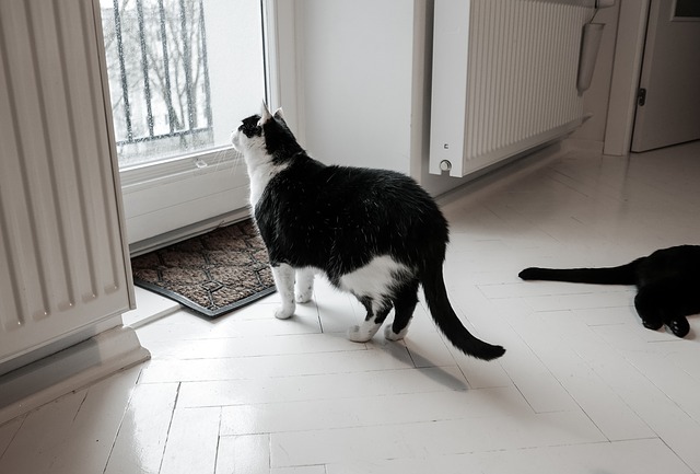 Quanto tempo você pode deixar um gato sozinho?