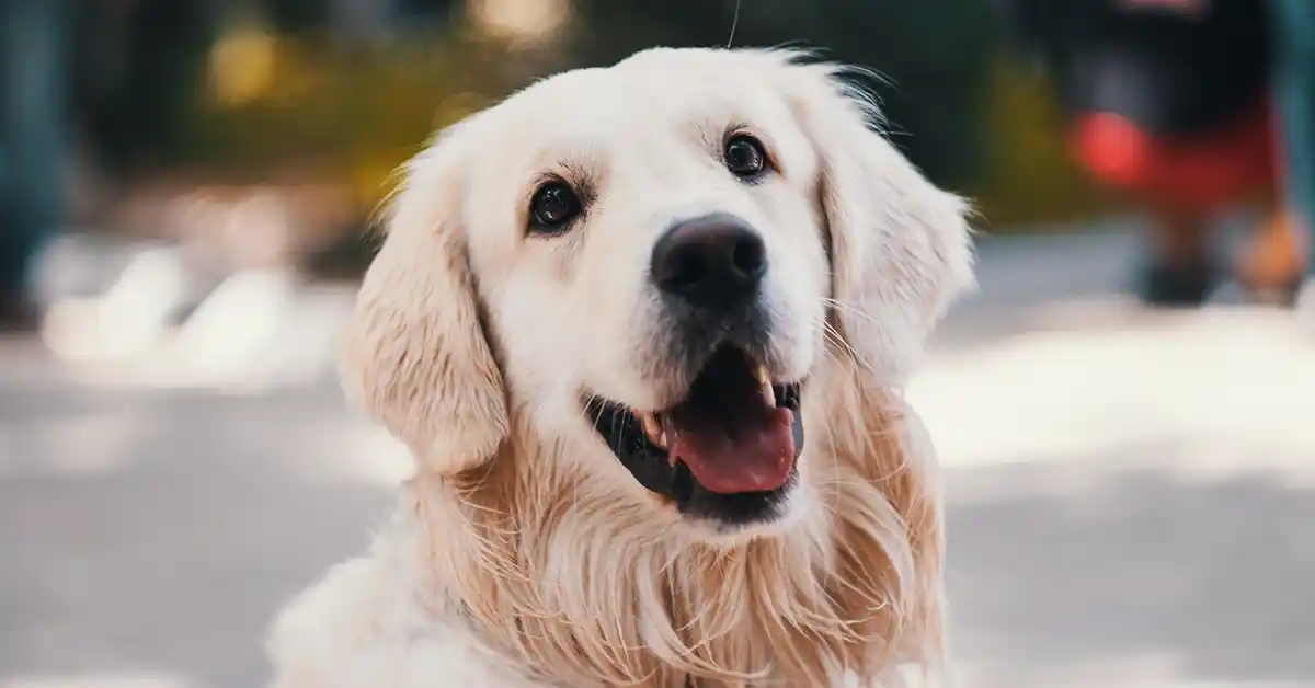 Quantos anos vive um Cachorro?