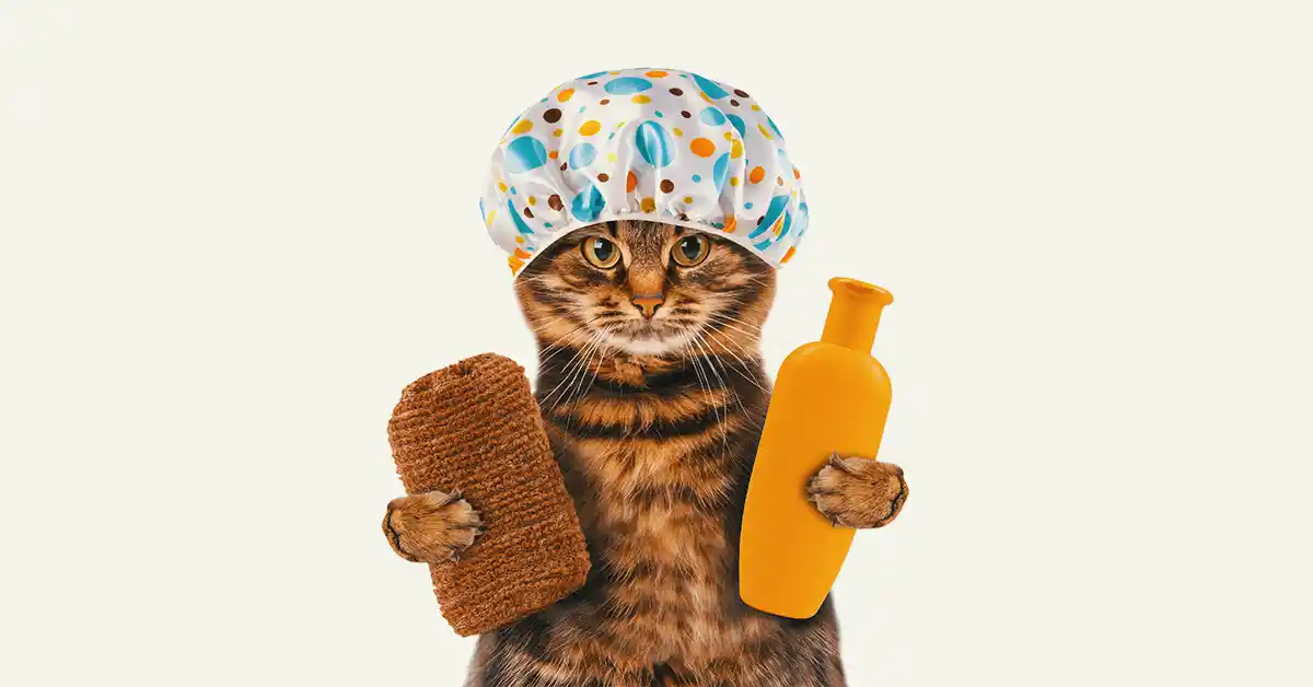Quantos Banhos um Gato Pode Tomar por Mês?