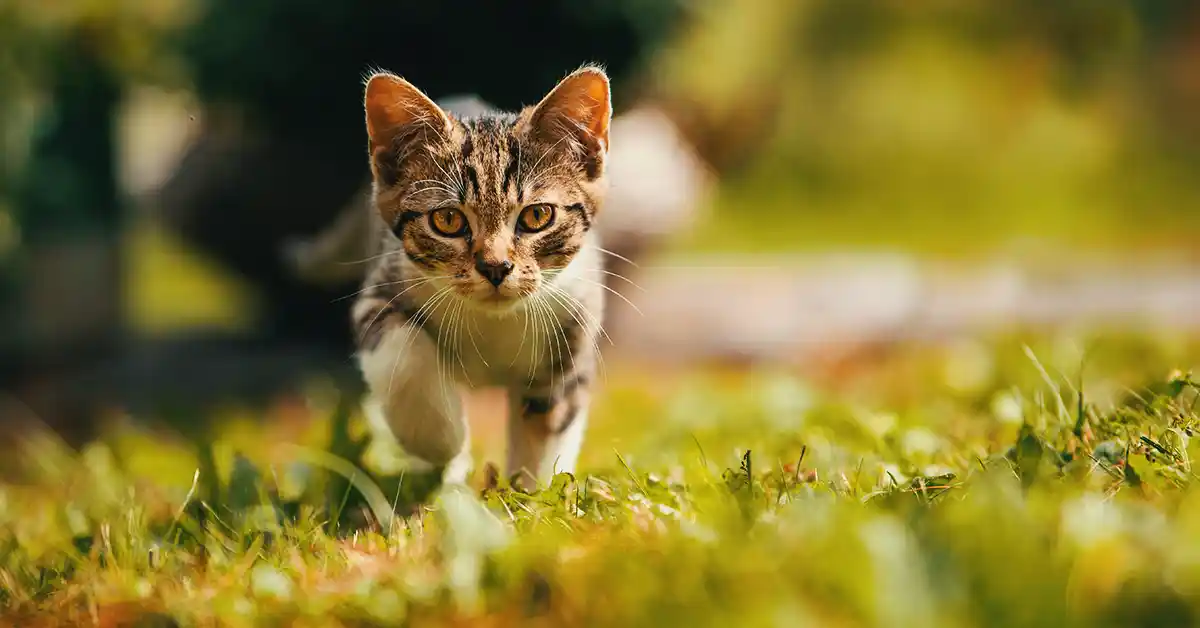 Quantos meses o gato pode tomar remédio para verme?