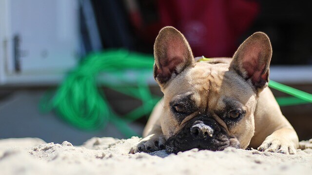 Queimadura de sol em cachorro? Como proteger naturalmente seu cachorro do sol