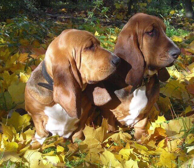 Raça de cachorro Basset Hound