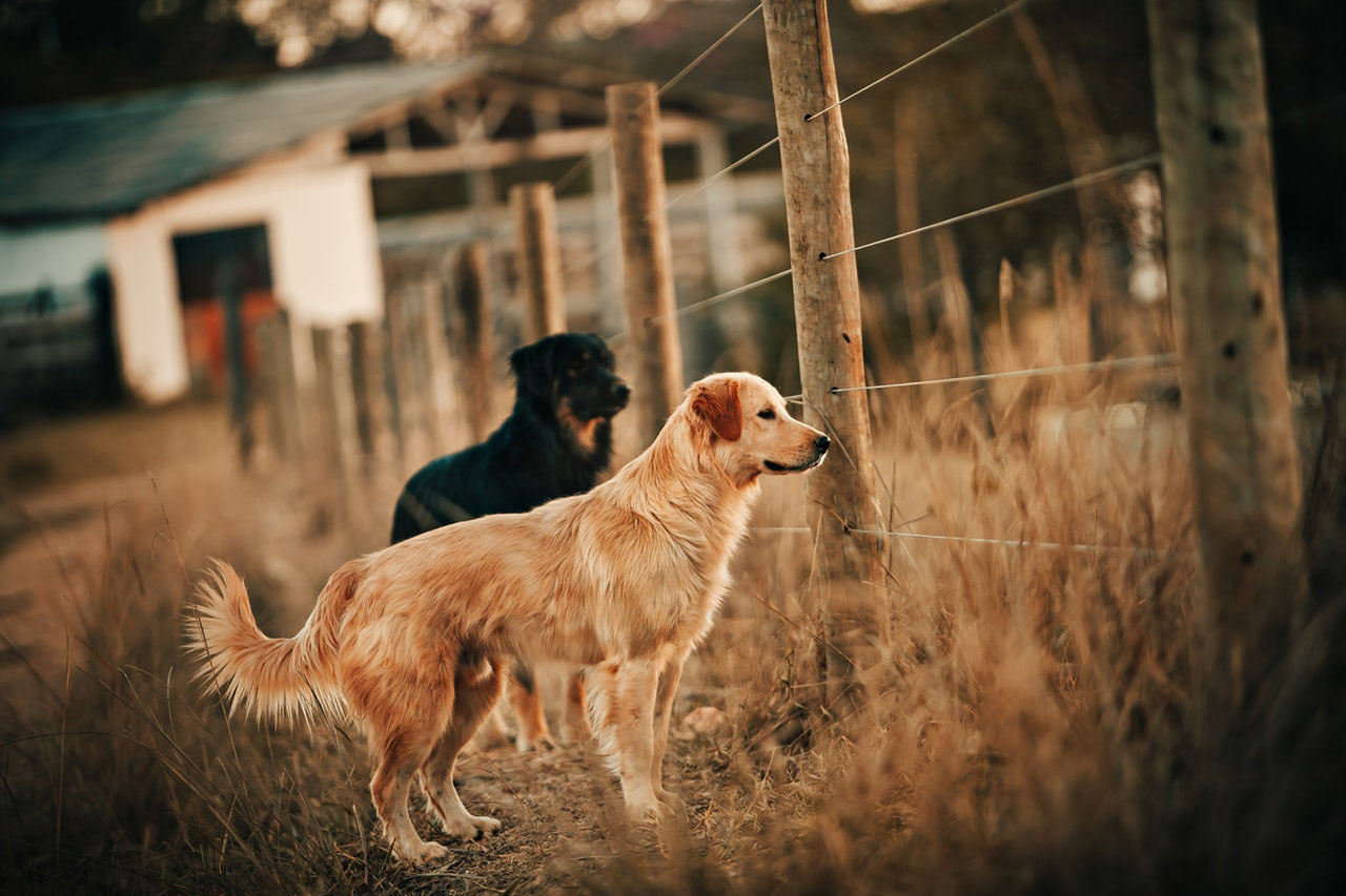 Raças de cães de caça