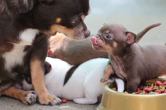 Raças de cães de vida longa