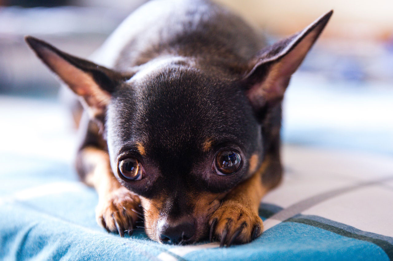 Raças de cães mais saudáveis