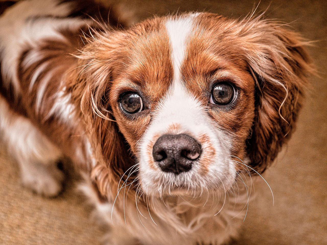 Raças de cães que são conhecidas por seu espírito gentil