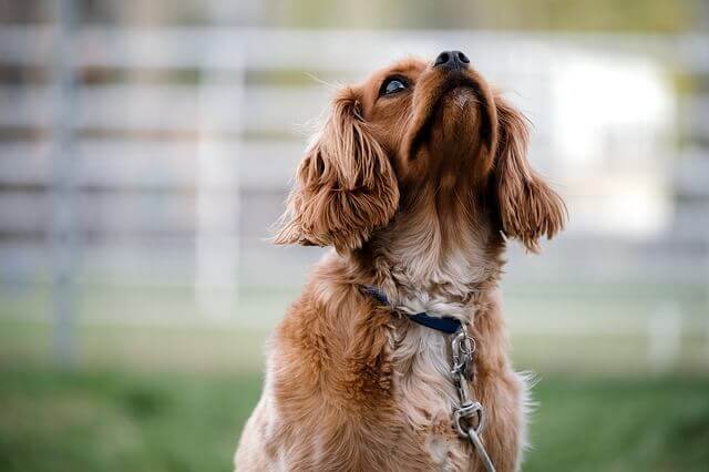 Raiva em cães