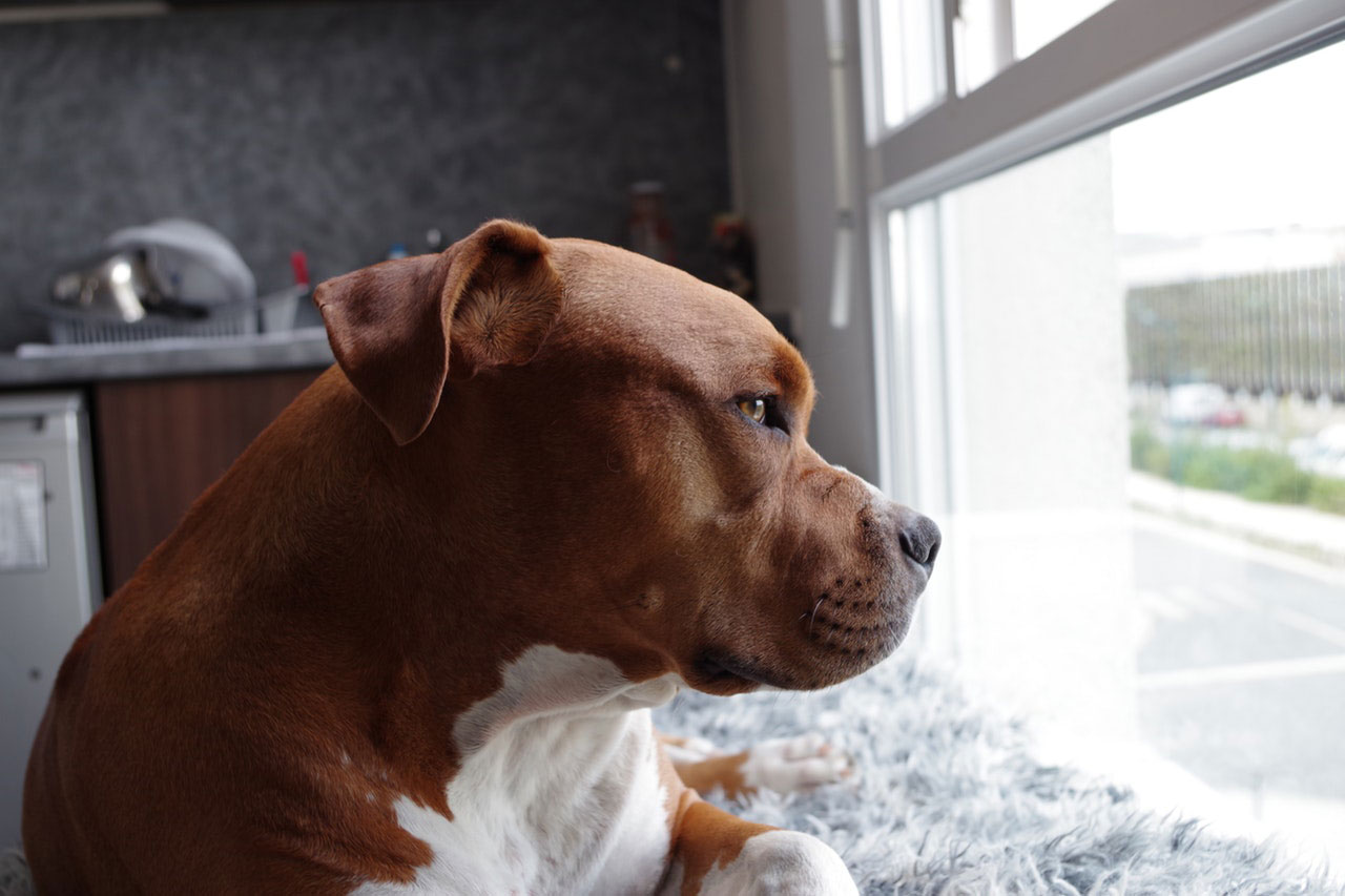 Razões pelas quais Pitbulls são impressionantes