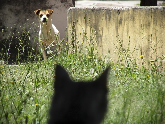 Reduzir a ansiedade em gatos