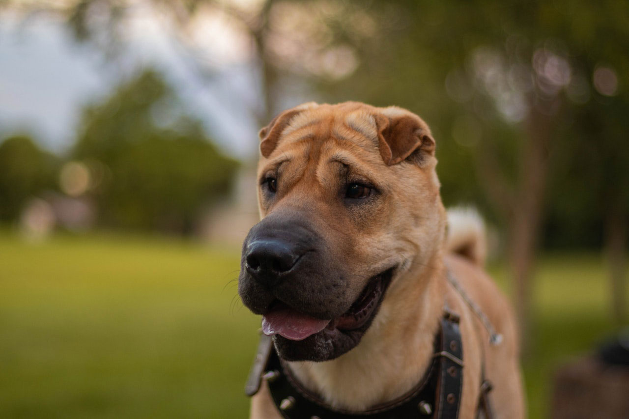 Remédios naturais para cães ansiosos