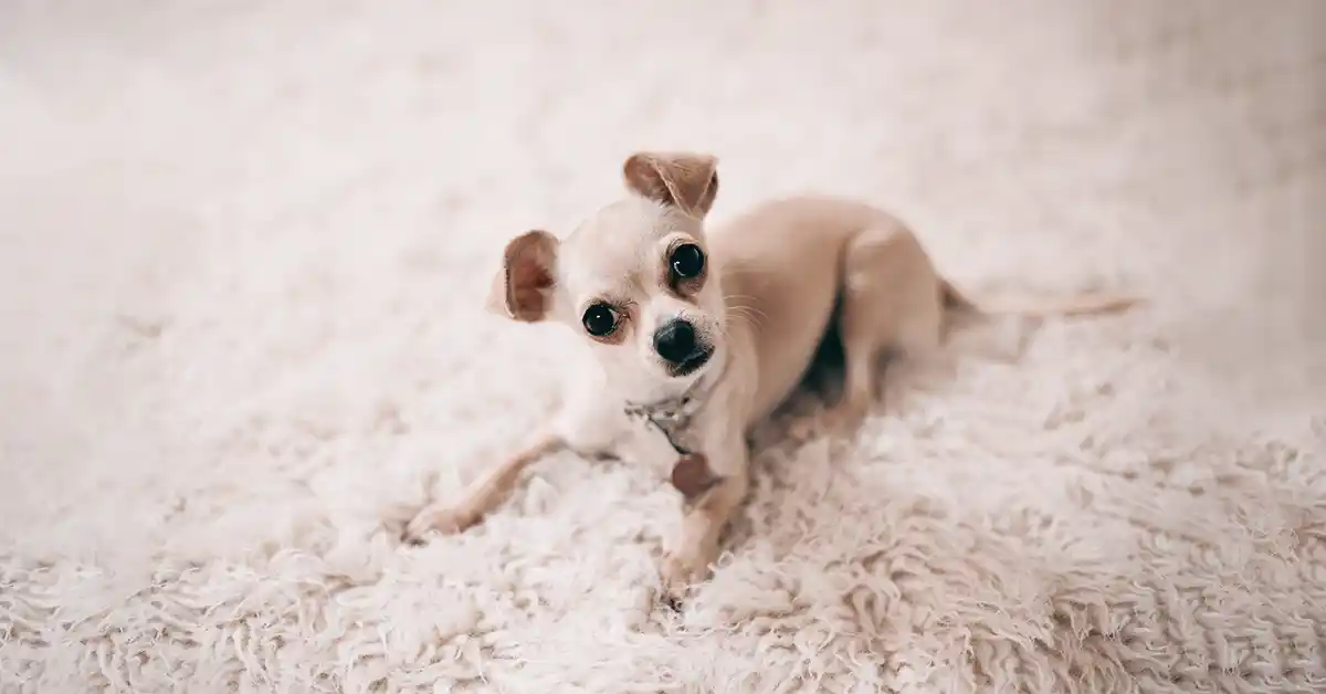 Saiba quais raças de cachorro não podem tomar Ivermectina