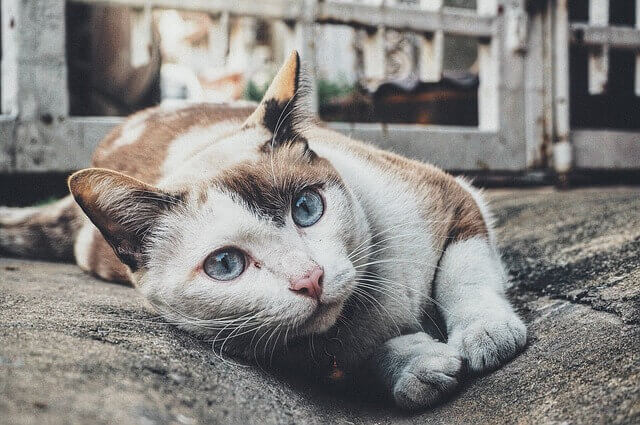 Se o seu gato faz essa coisa estranha, não ignore isso