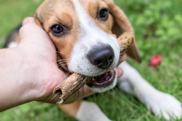 6 razões pelas quais Beagles são bons animais de estimação