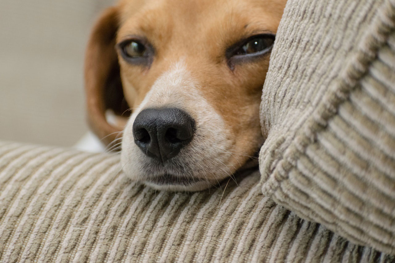 Seu animal de estimação precisa de terapia?