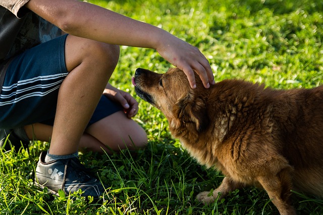 Seu cão está experimentando dor nas costas?