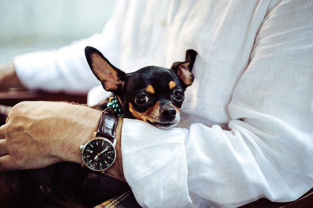 Seu cão se tornou sensível ao ruído? Pode ser dor não diagnosticada