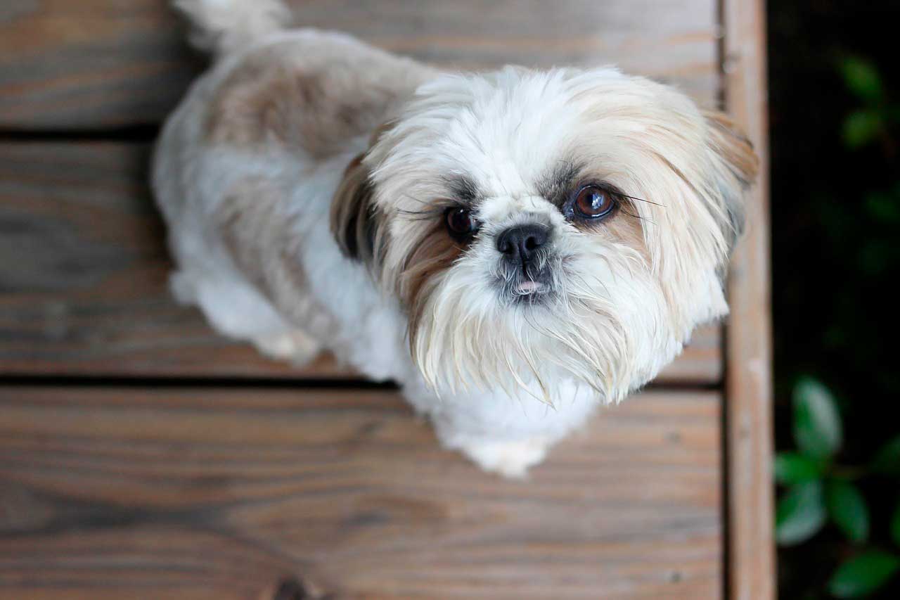 Shih Tzu com alergia à saliva da pulga