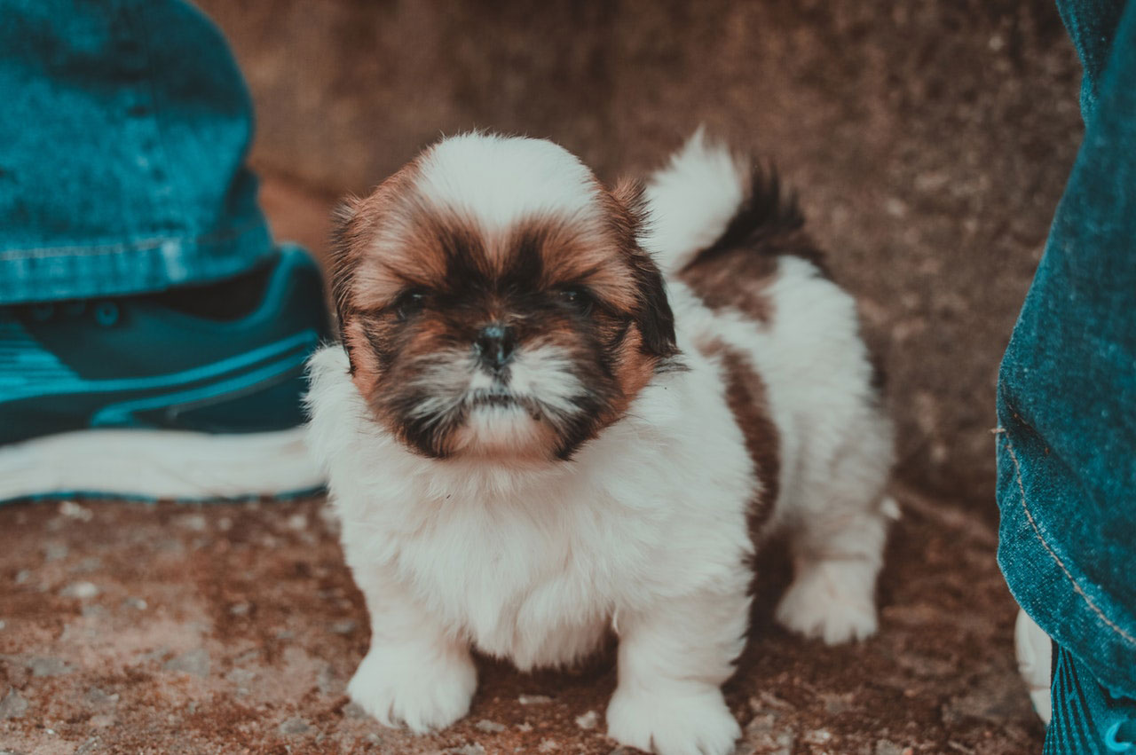 Shih Tzu é propenso a ter câncer?