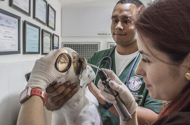 9 sinais de que seu cãozinho está com dor