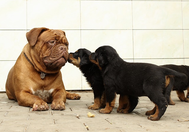 Sinais de trabalho de parto em cães