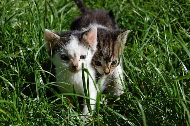 Sinais e sintomas de ansiedade em gatos