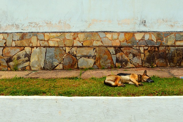 Sinais para nunca ignorar em animais de estimação