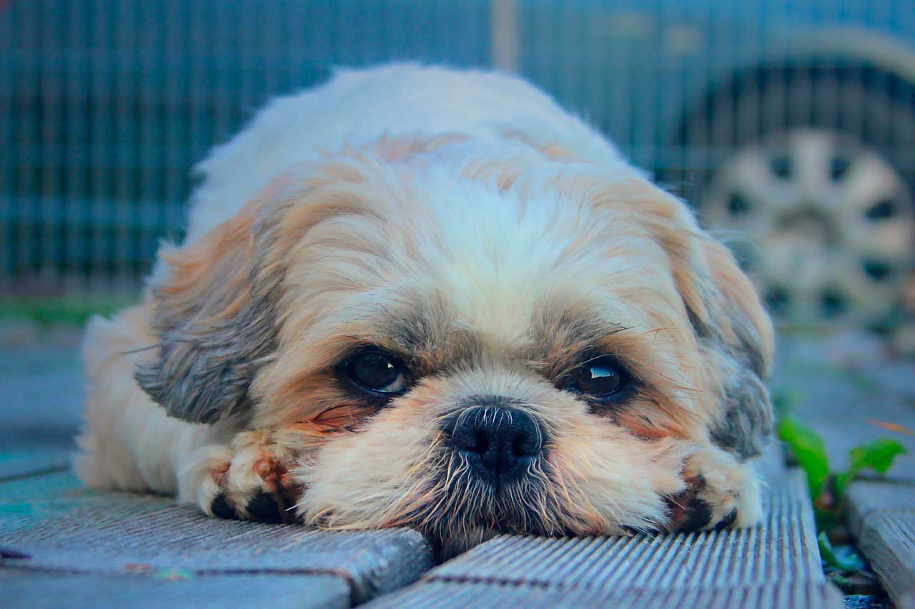 Sinais que seu Shih Tzu está estressado