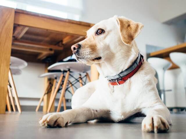 Sinais e Sintomas de Ansiedade e Separação em Cachorros