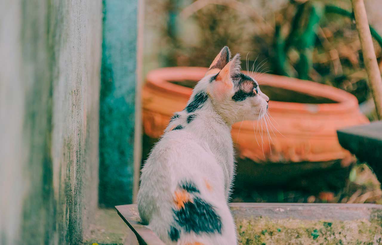 Sinais e sintomas do gato doente