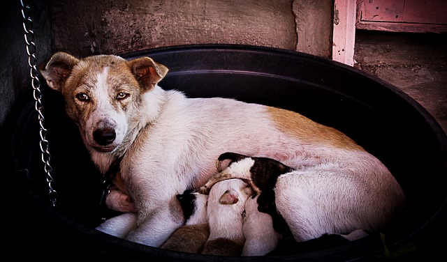 Superprodução de estrogênio em cães