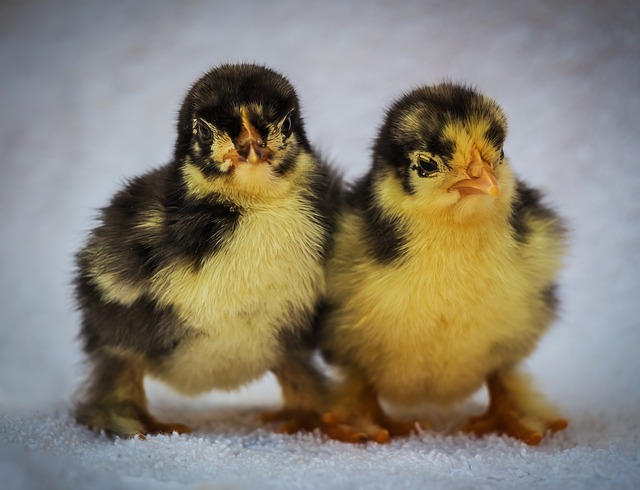 Transtornos oculares comuns em aves