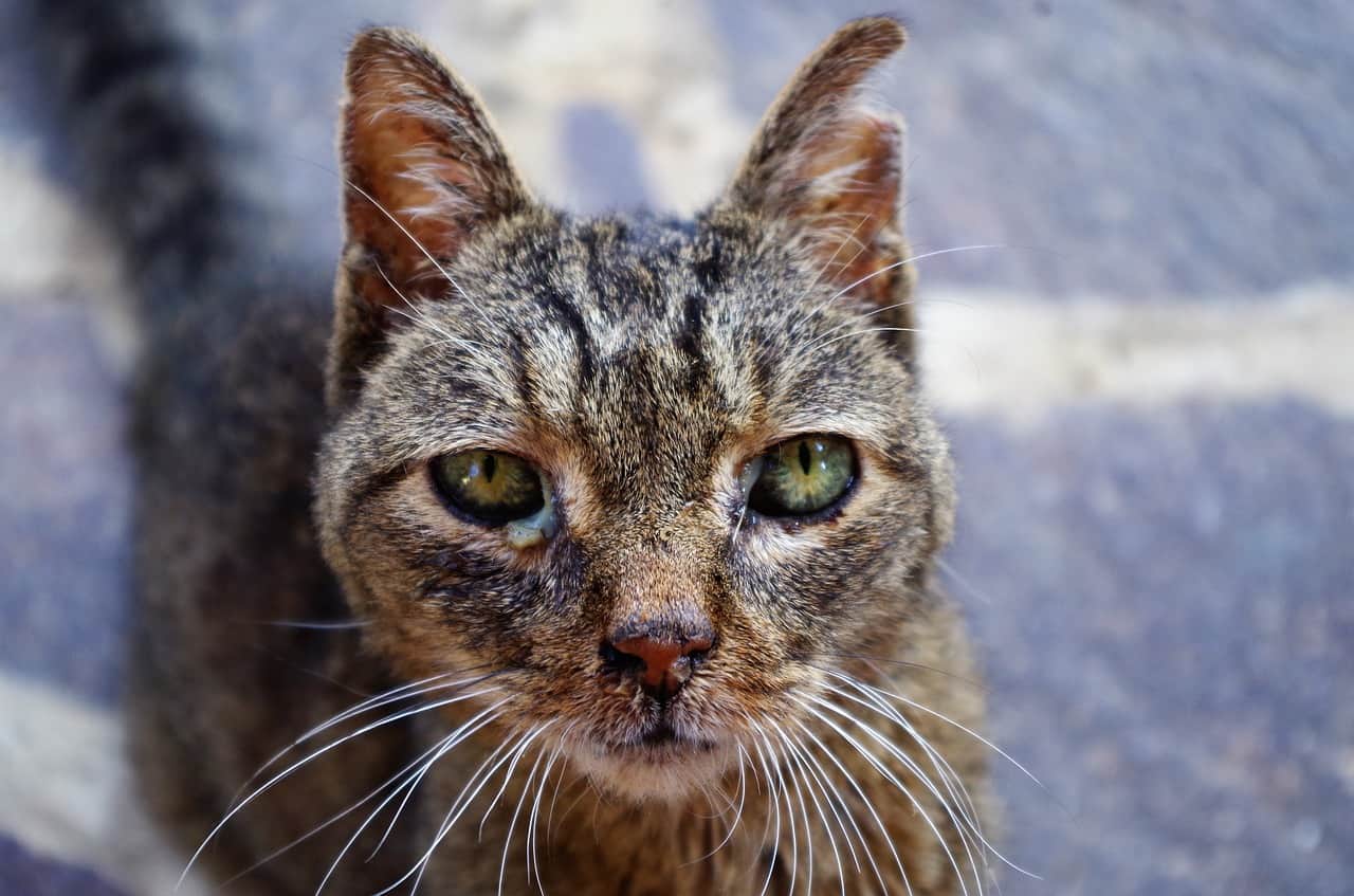 Terapia antiviral em gatos