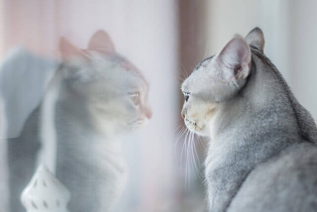 Tipos de gatos para sua personalidade