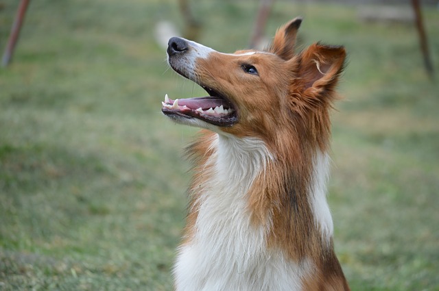 Tosse alérgica em cães