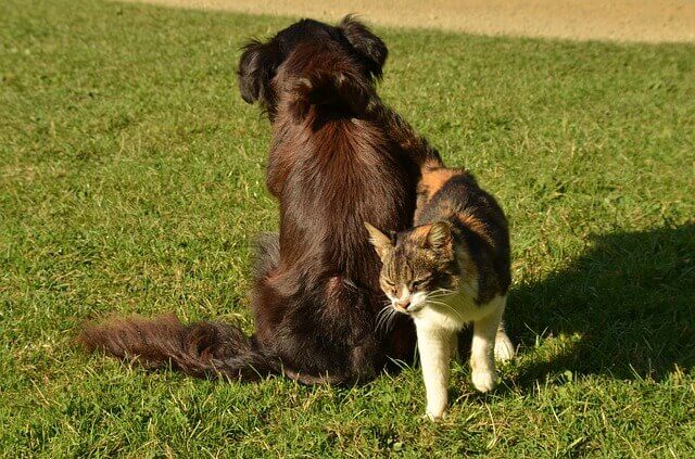 Toxicidade de ibuprofeno e naproxeno para cães e gatos