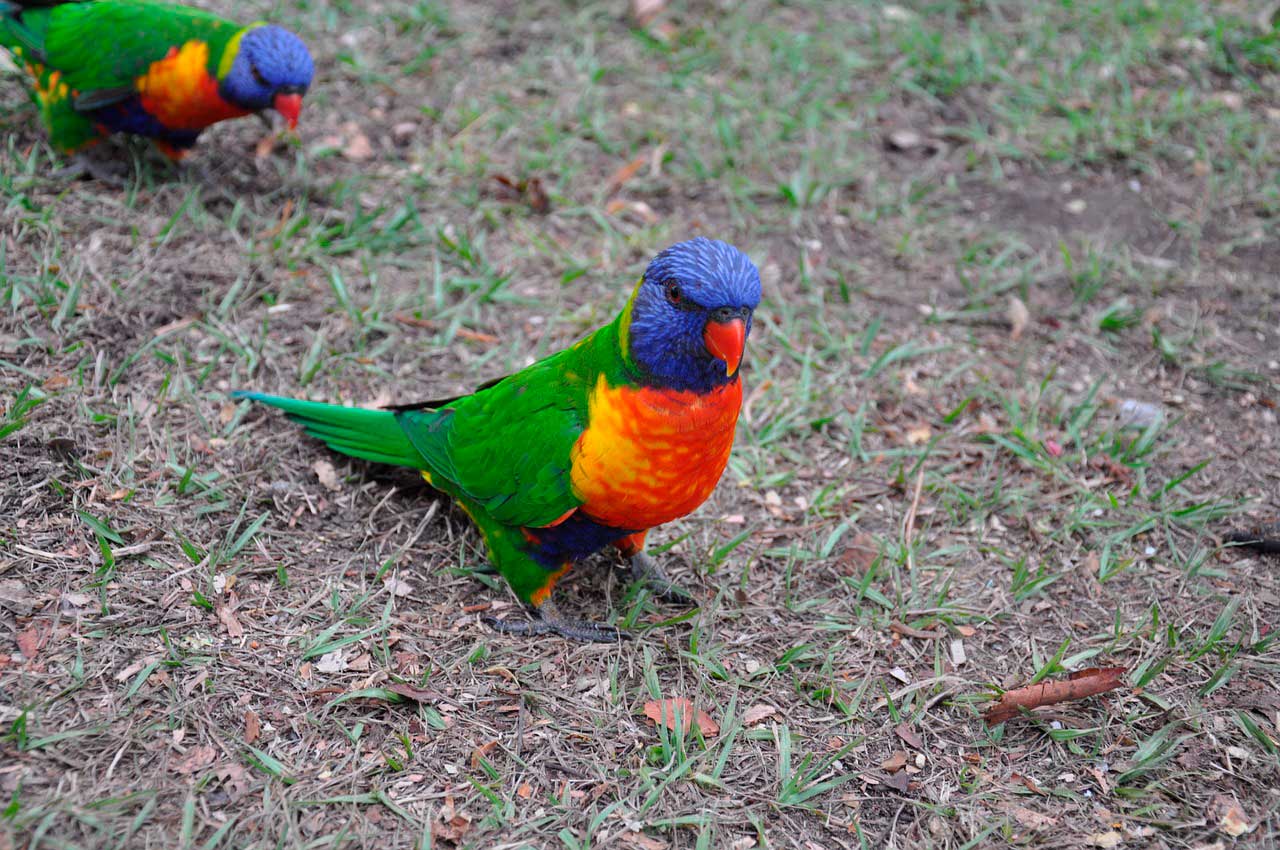 Toxicidade da vitamina D em aves