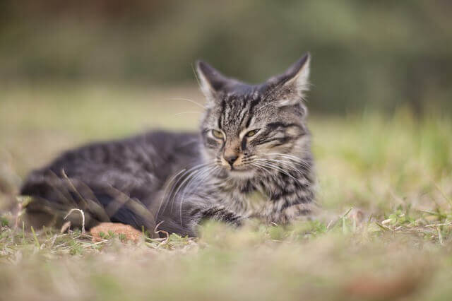 Toxoplasmose em gatos